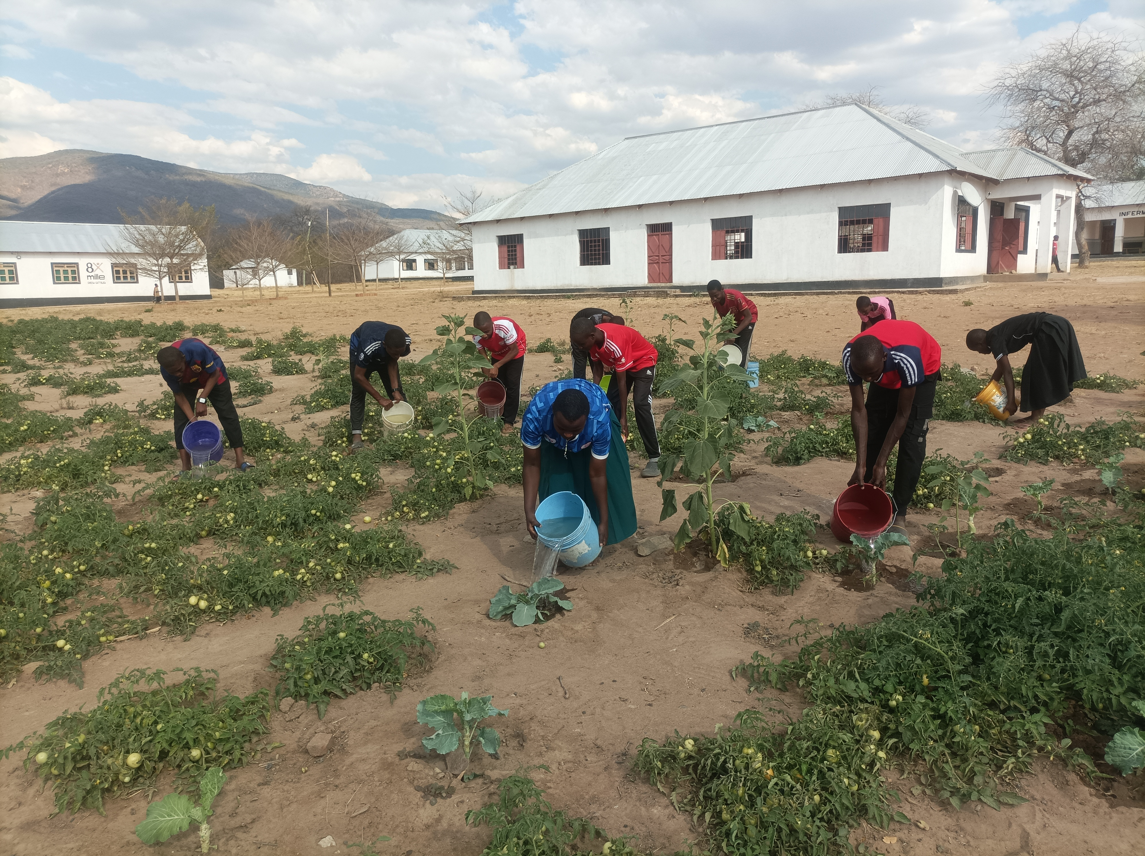 Students Watering tomatoes garden